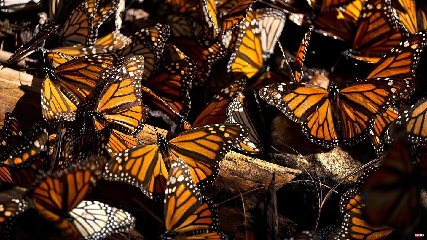 Knowledge: A rustling of millions of little wings: The migration of the monarch butterflies