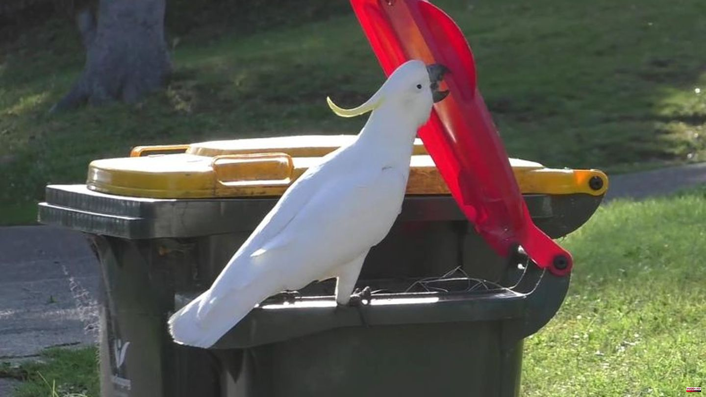 Animals: Clever Birds: Cockatoos and people fight over garbage cans