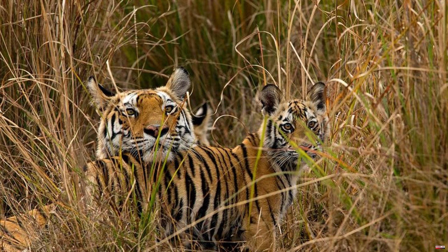 Biodiversity: There are more tigers again - but their habitat is disappearing