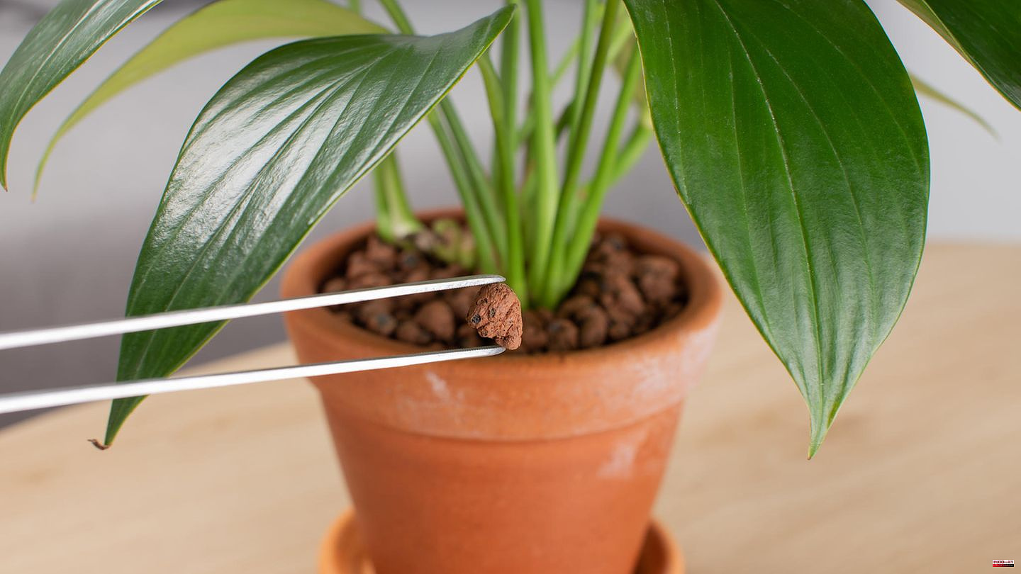 Trouble with indoor plants: clay granules instead of potting soil: this is how you avoid mould, pests and waterlogging