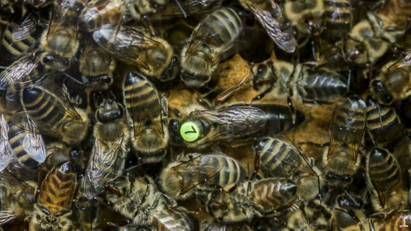 Bees: The queen makers from Schaalsee