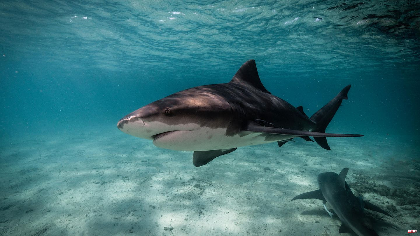 Bahamas: Tourist is attacked by shark while snorkeling and dies