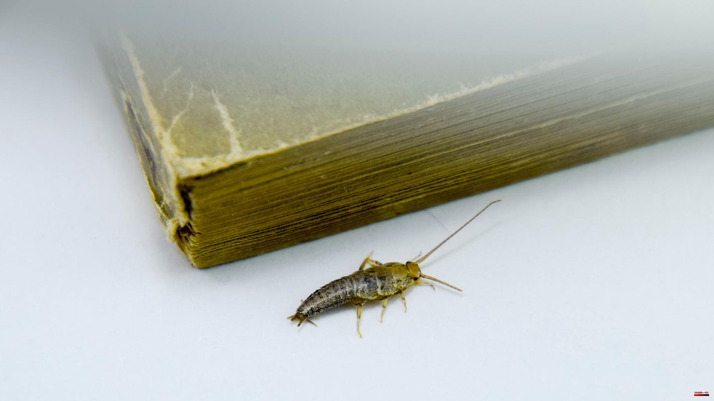 Nocturnal Visitors: Why Do So Many Households Have Silverfish? That's the reason