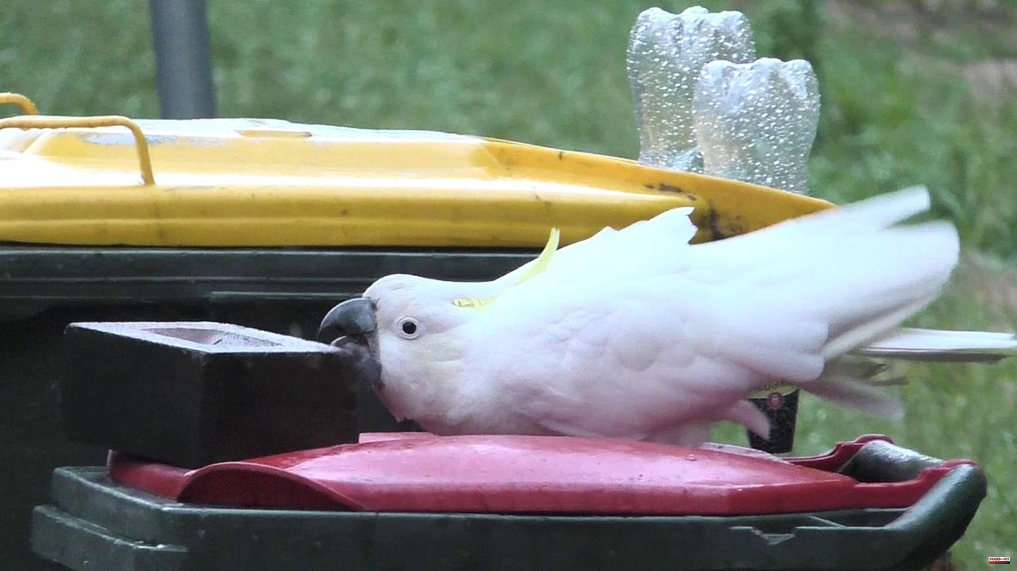 Australia: Sydney has a problem with cunning cockatoos: people and birds fight over garbage cans