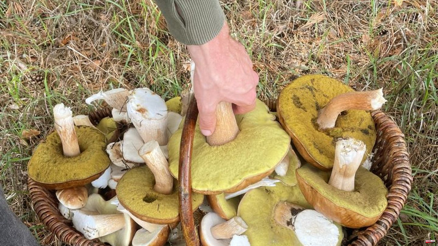 Nature: Mushrooms on the menu again - full baskets in prospect