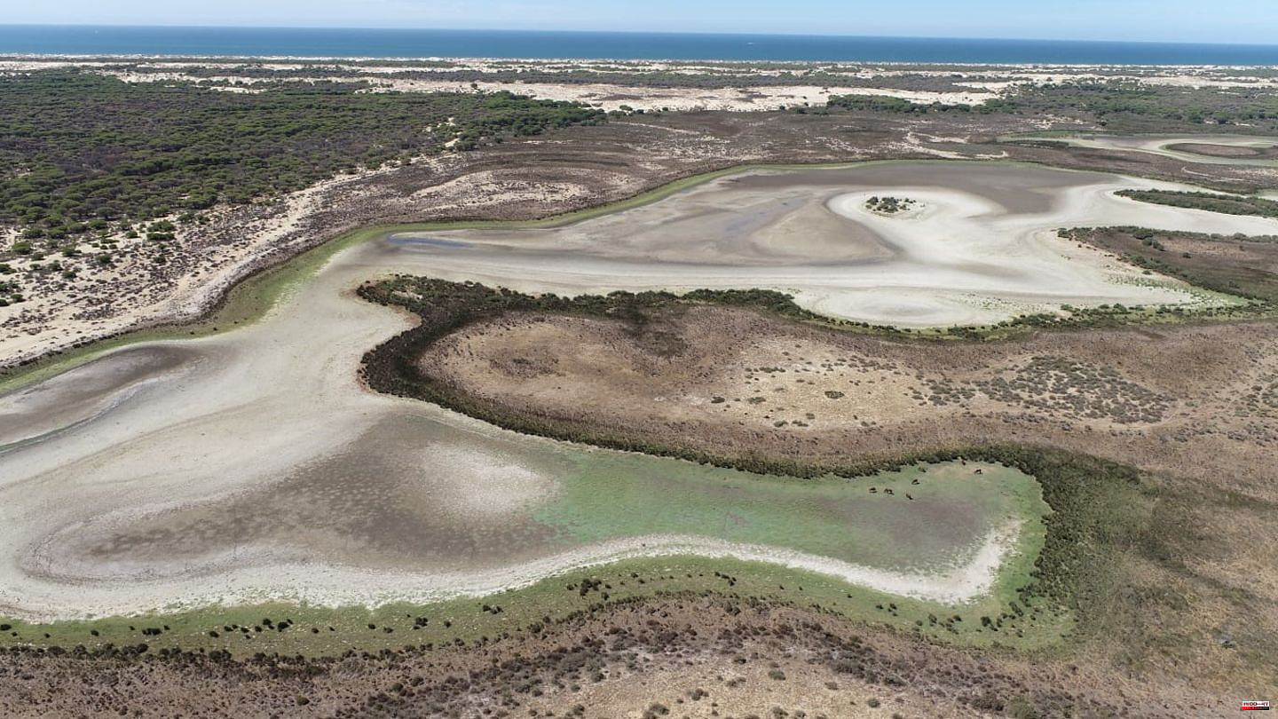 Drought, tourism, orchards: Coto de Doñana: One of the most important wetlands in Europe has dried up