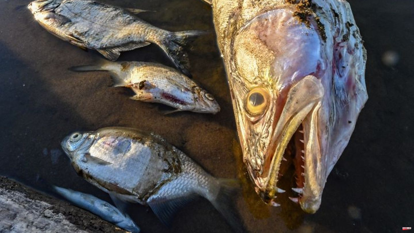Environment: Report on fish kills on the Oder leaves questions unanswered