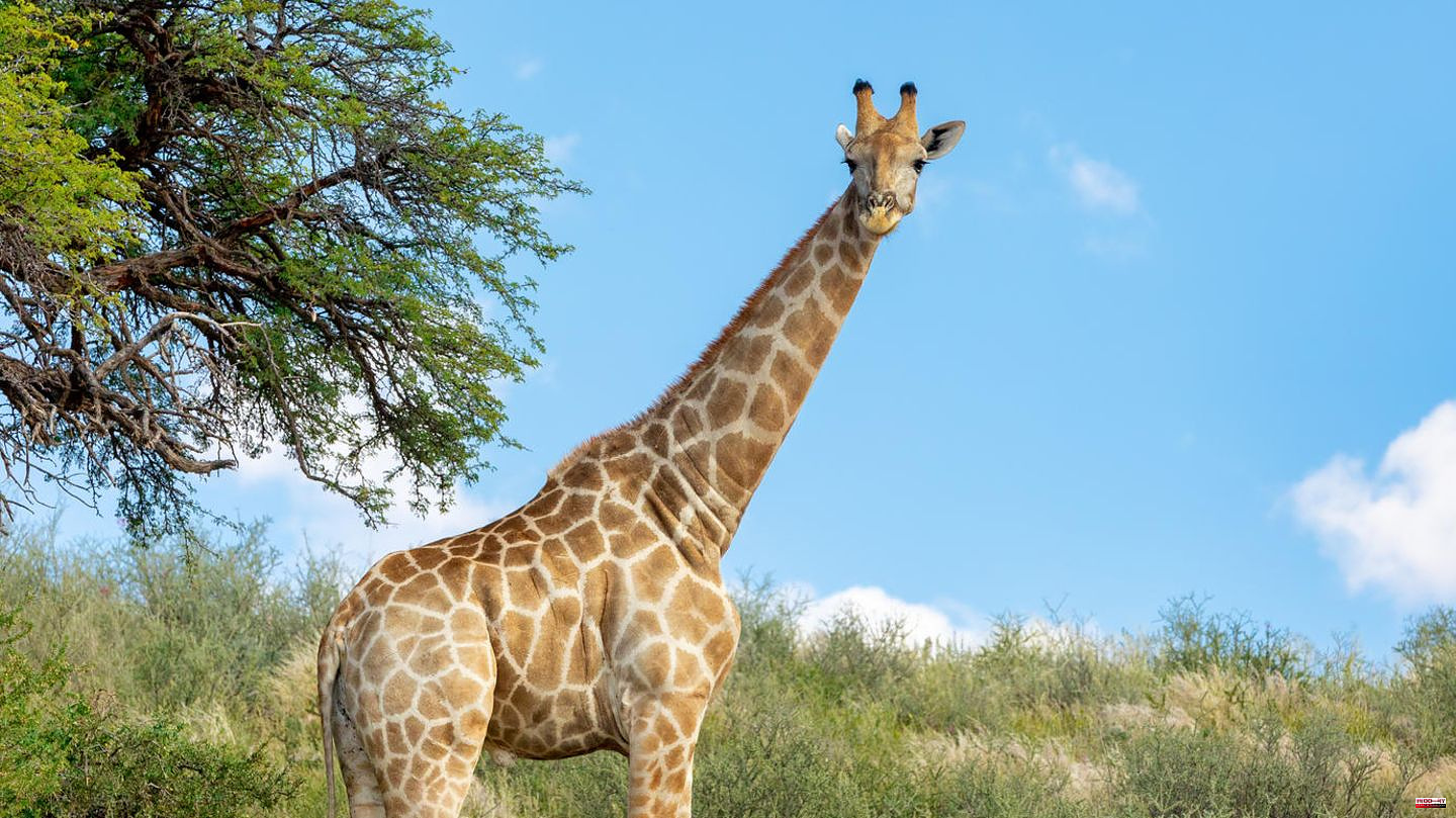 South Africa: Giraffe tramples toddler to death, mother seriously injured