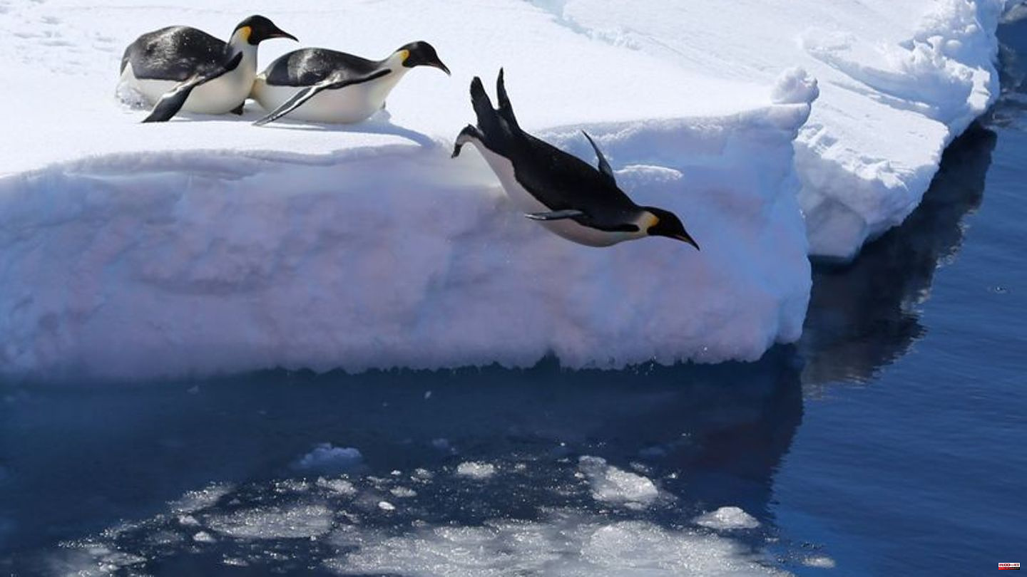 Conservation: Struggles for marine protected areas: Antarctic conference started