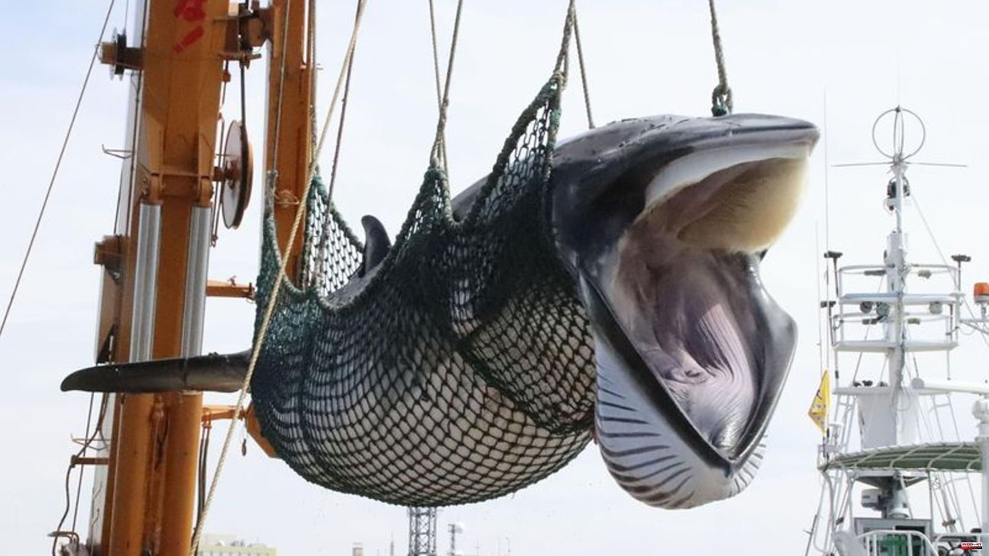 Conservation: Attempts to lift whaling ban unsuccessful