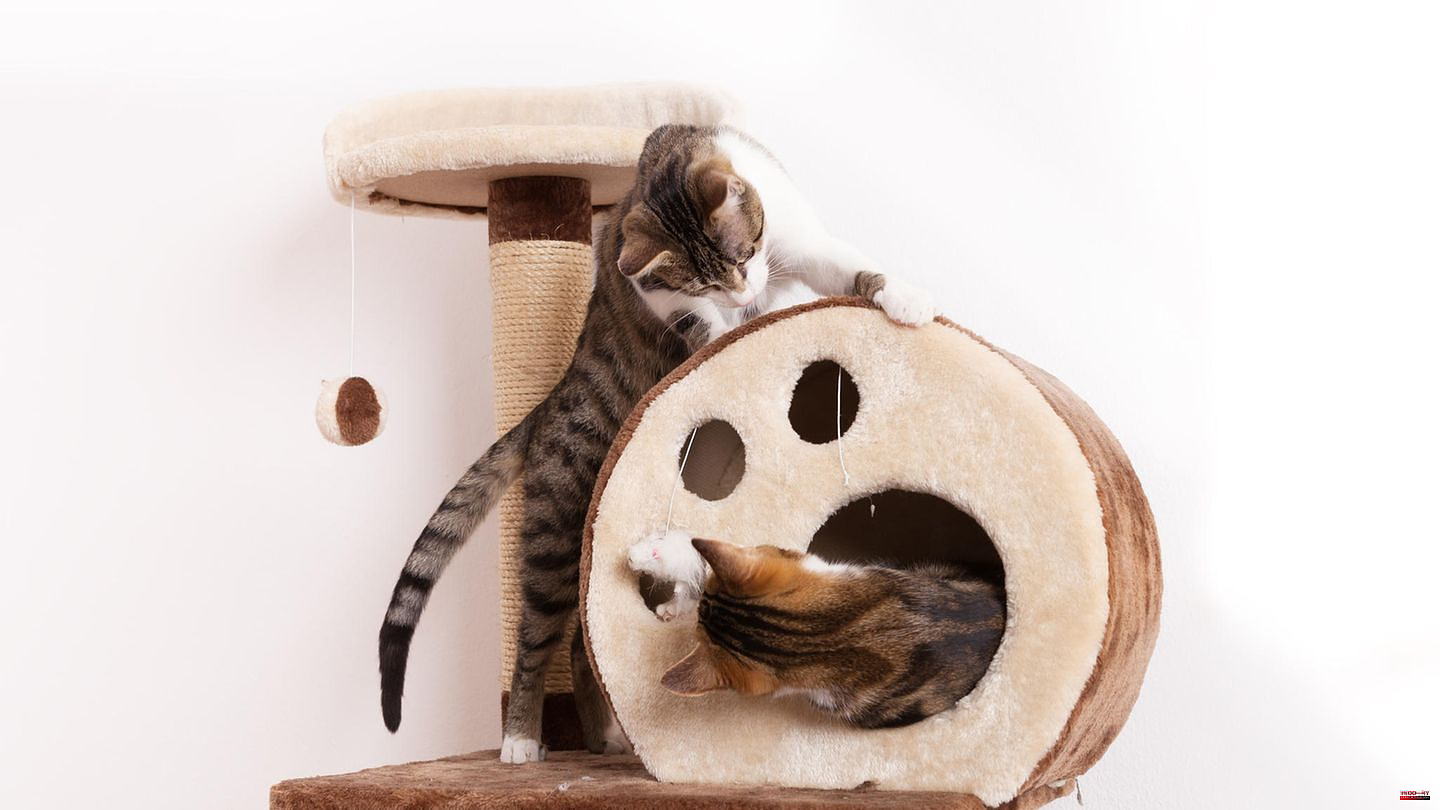 Sleep and play zone: More than just a scratching post: modern playgrounds for active cats
