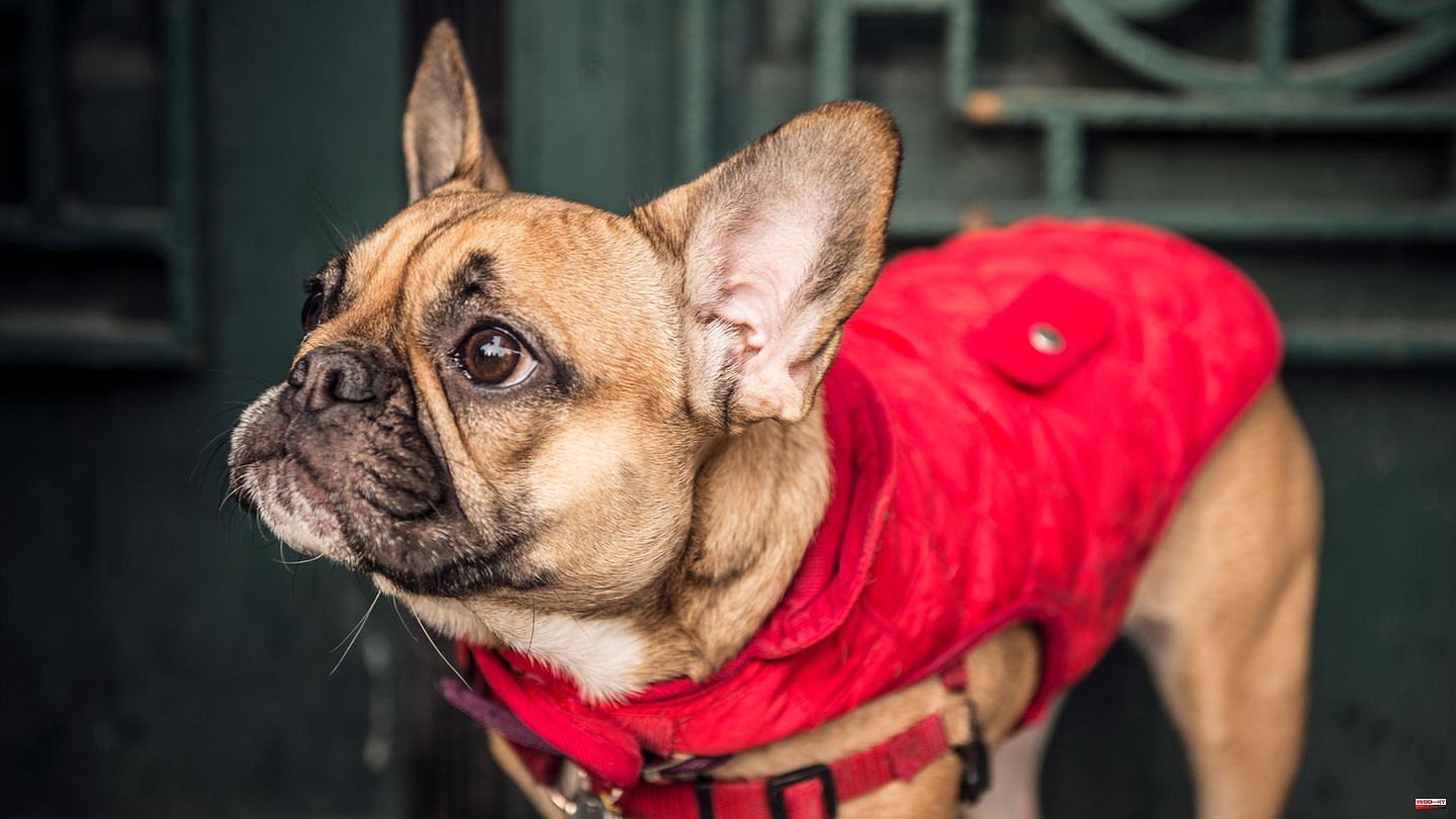 Low temperatures: When is a coat for dogs useful - and when not?