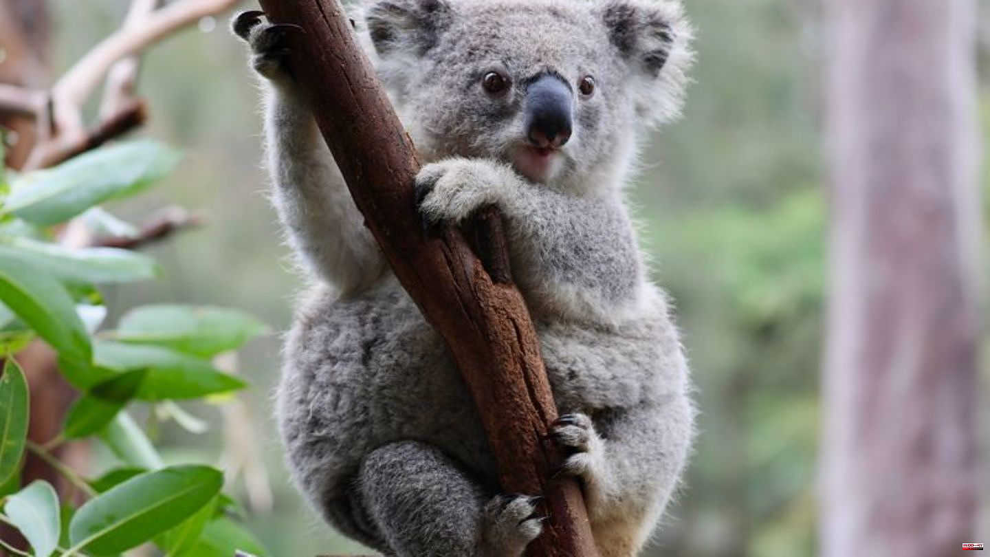 Biodiversity: Koalas and Co. in need: Australia wants to stop species extinction