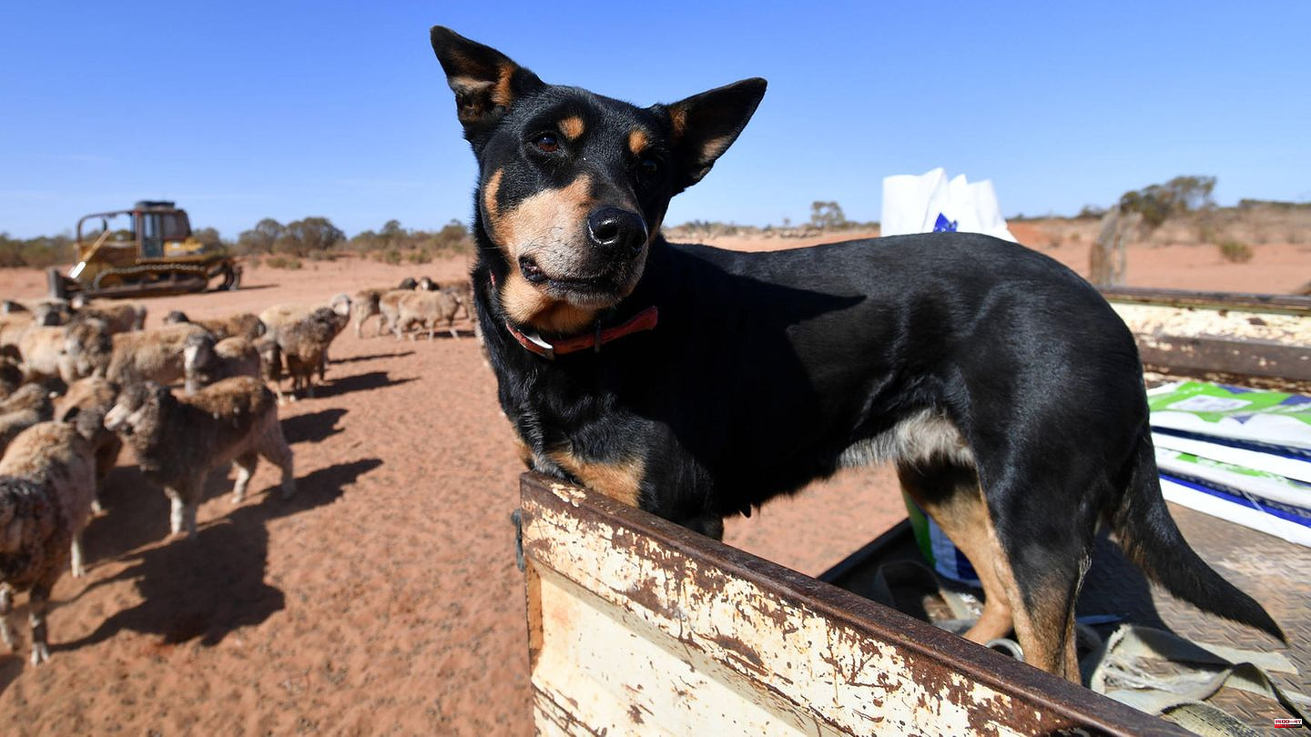 Australia: Eve is the most expensive work colleague on four paws – and actually "quite relaxed"