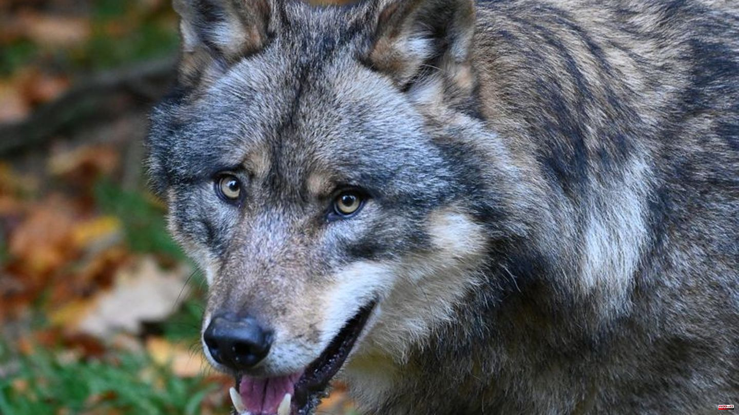 Processes: Court overturns shooting license for wolves