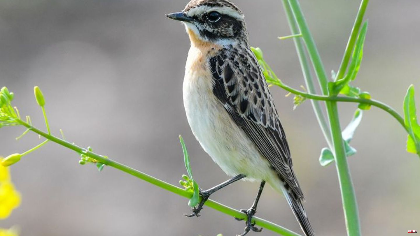 Nature: Whinchat and tree sparrow lead in annual bird choice