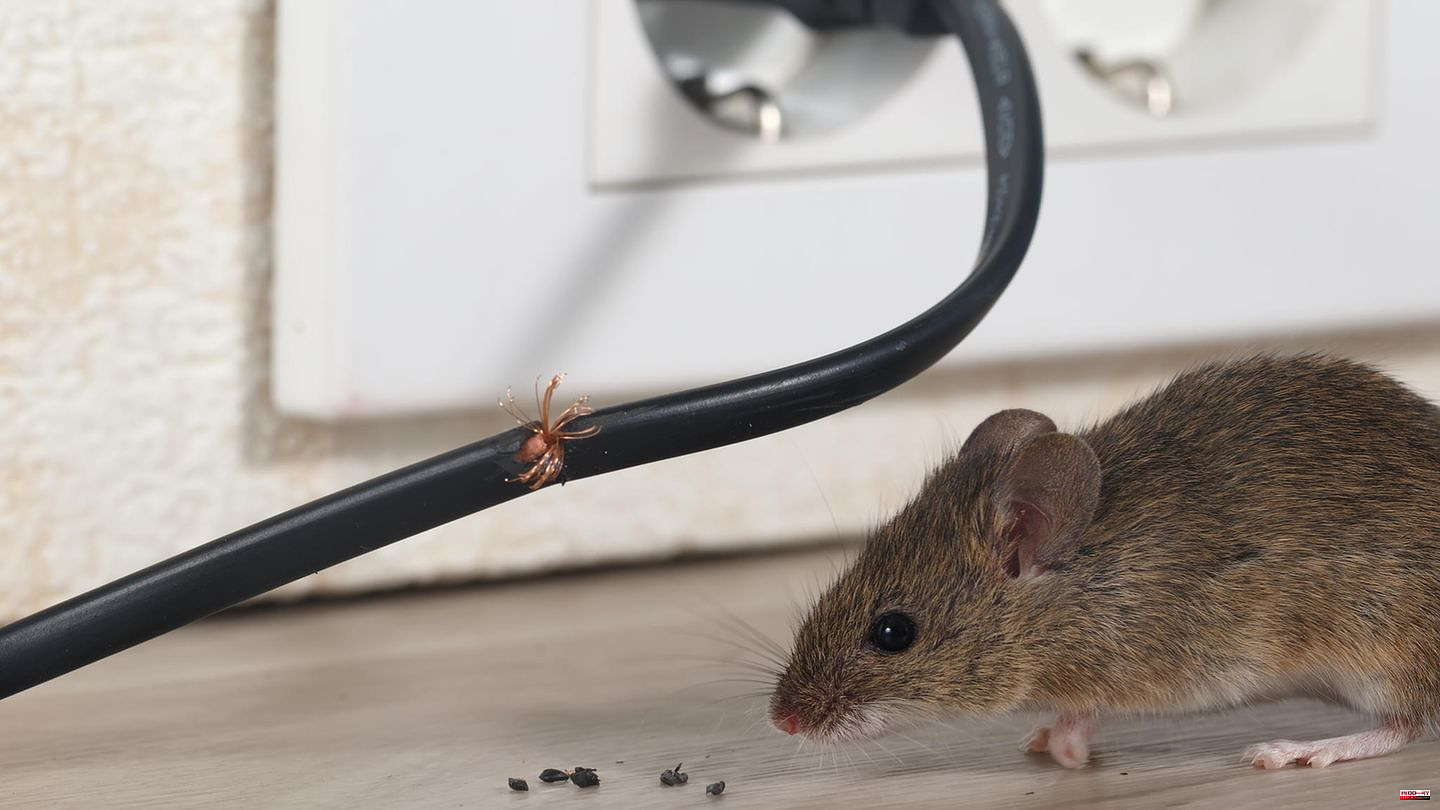 Rodent plague: Drive away mice: That's why live traps make more sense than poisoned baits