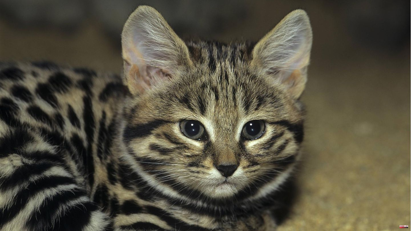 Extremely successful hunters: Small killer - the black-footed cat is the deadliest cat in the world