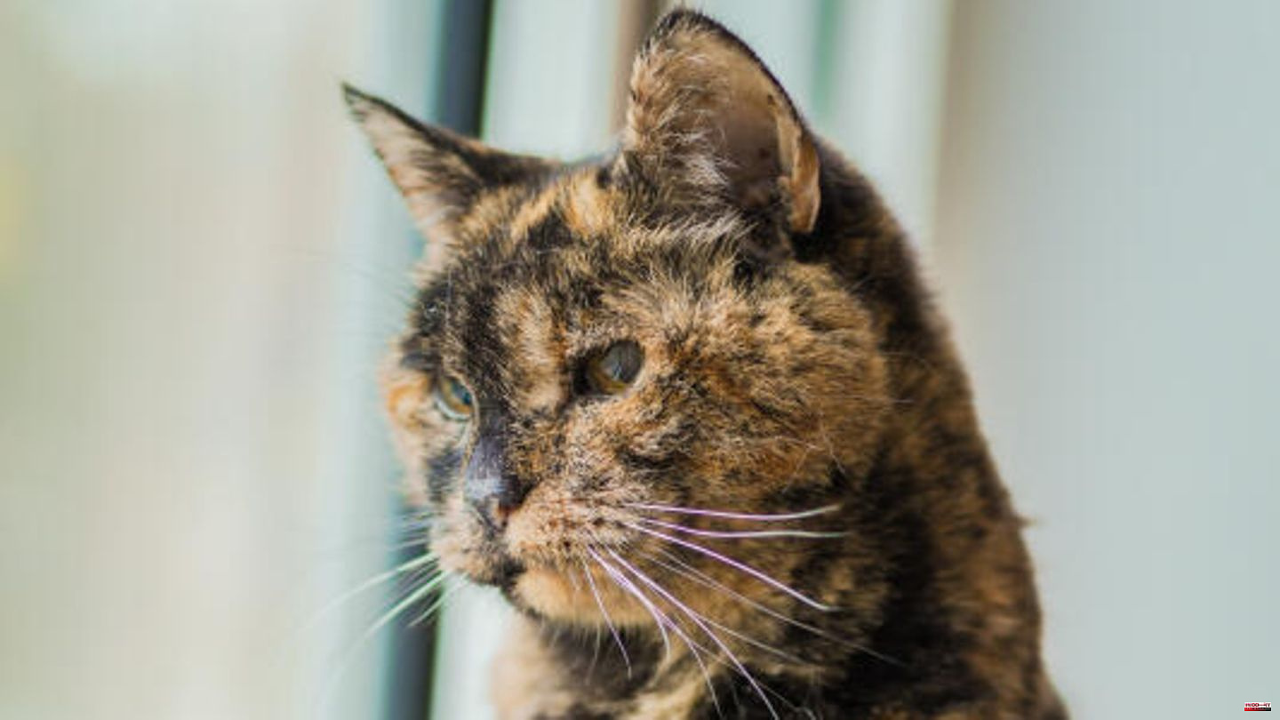 "Guinness Book of Records": Woman adopts oldest cat in the world - without knowing it