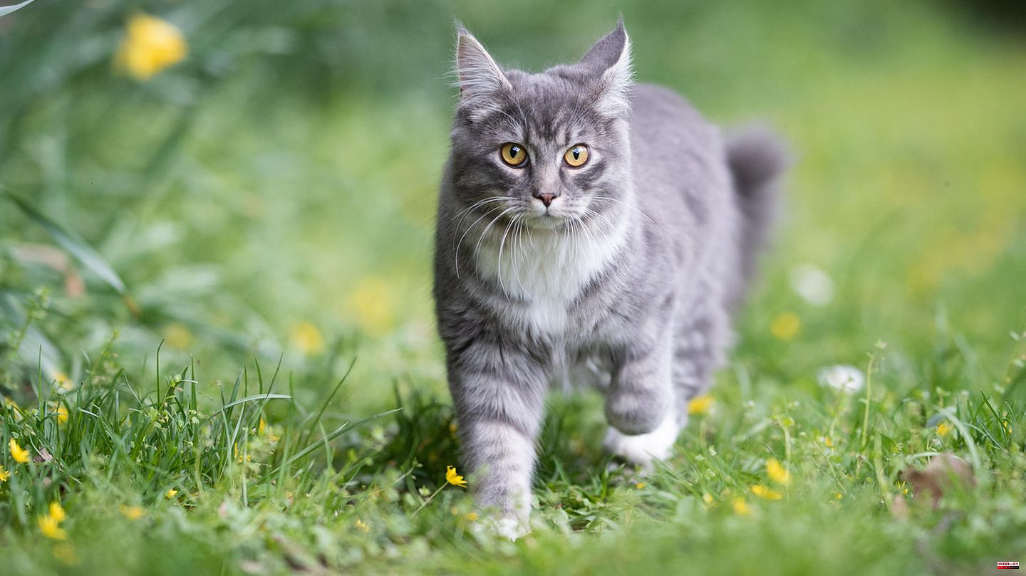 France: Family is moving - cat walks 400 kilometers back to its old home