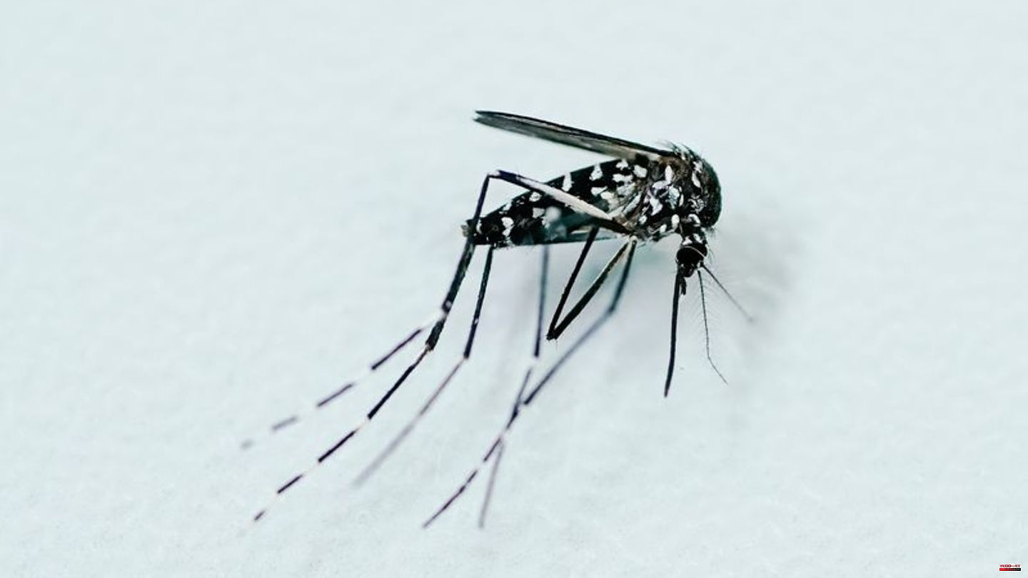 Invasive species: Asian tiger mosquito continues to spread in the Upper Rhine