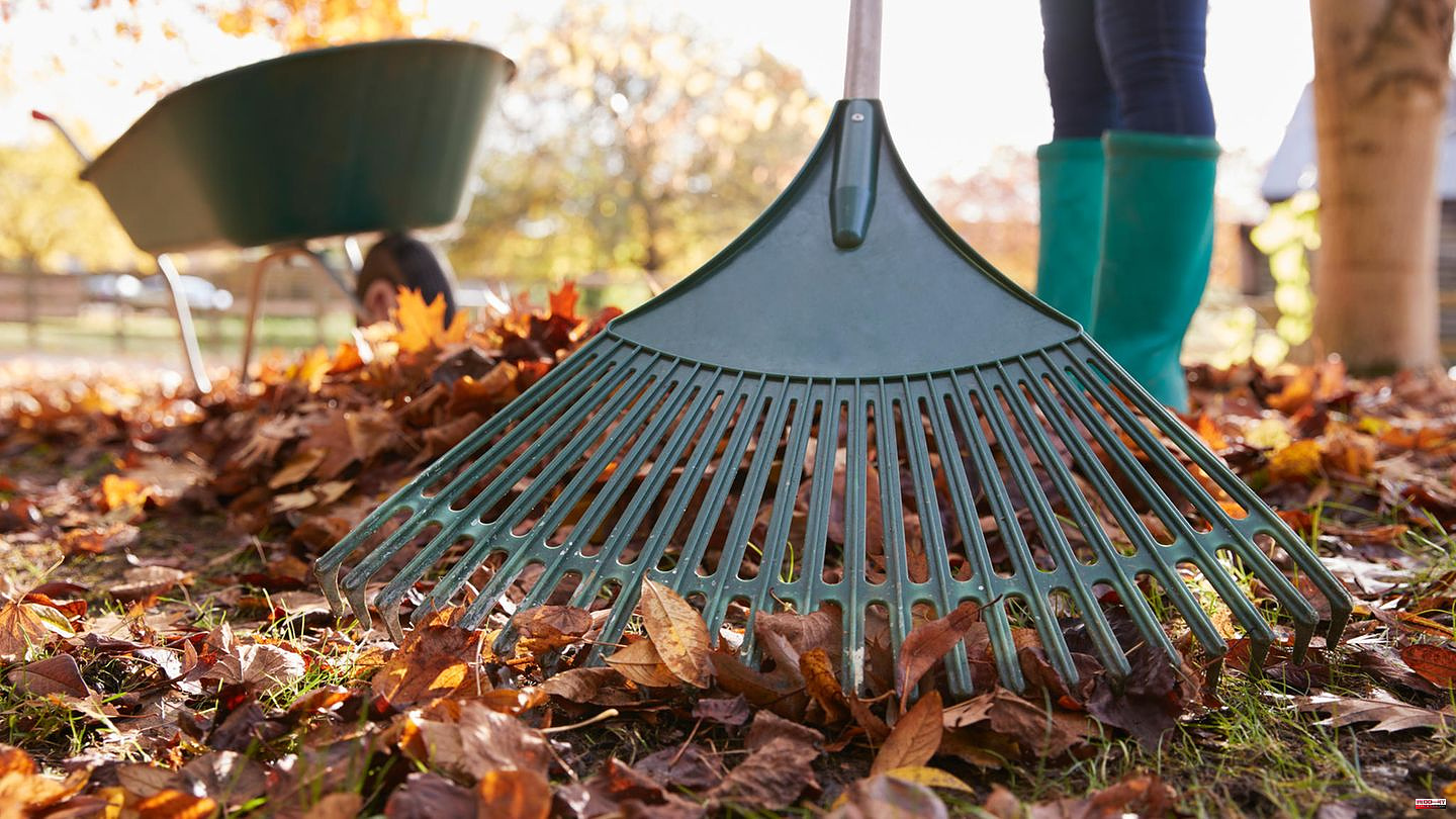 Golden Autumn: Colorful Rain of Leaves: Why a leaf rake is important now