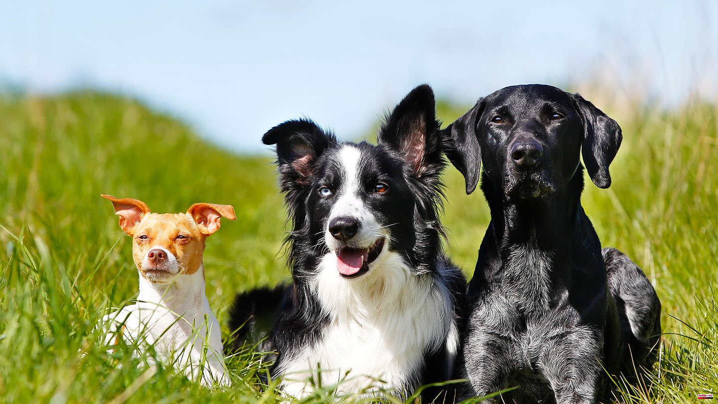 Quiz: Quiz for animal lovers: Can you tell all dog breeds apart?