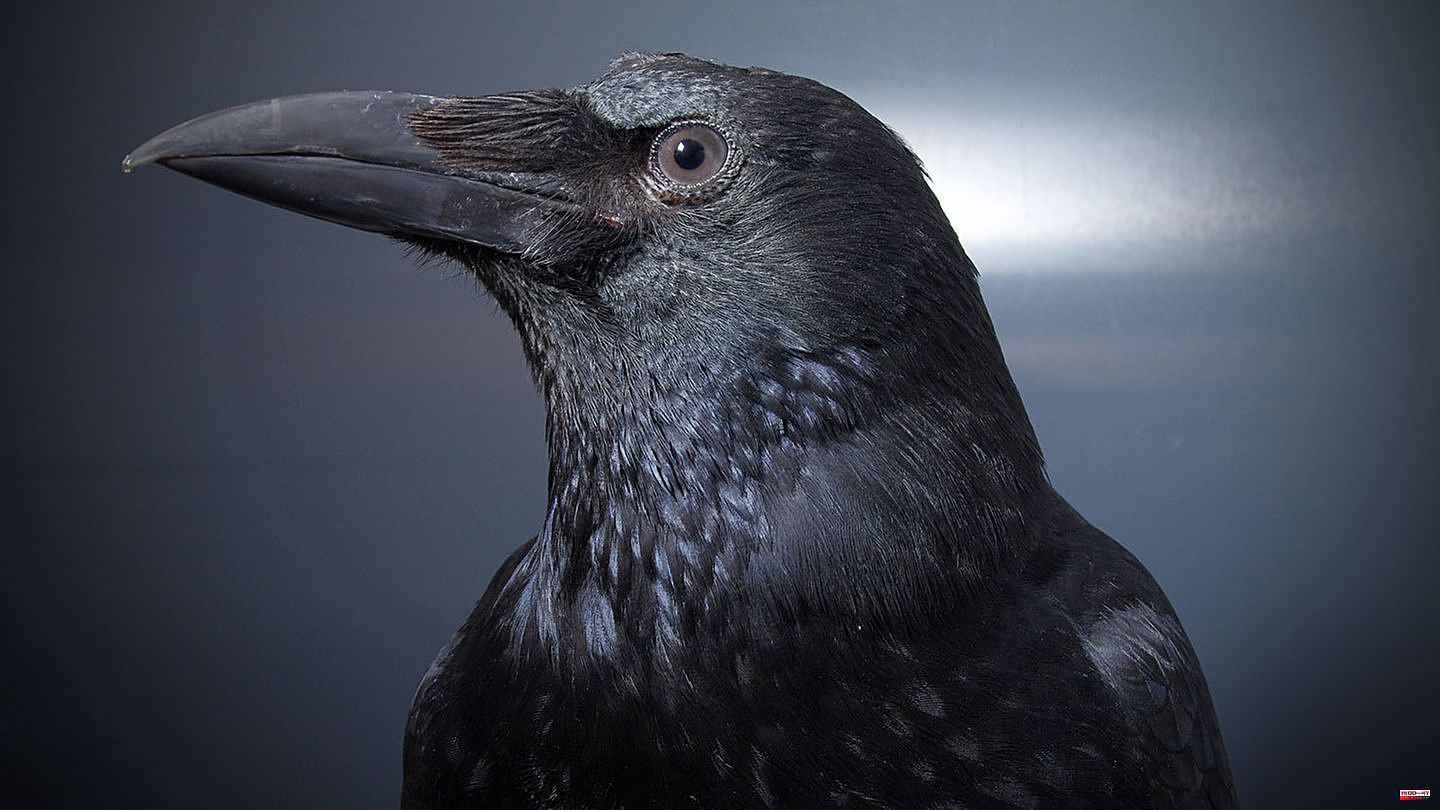 Intelligent Birds: Crows prove unexpected intelligence: "Until now it was believed that only humans would be able to do this"