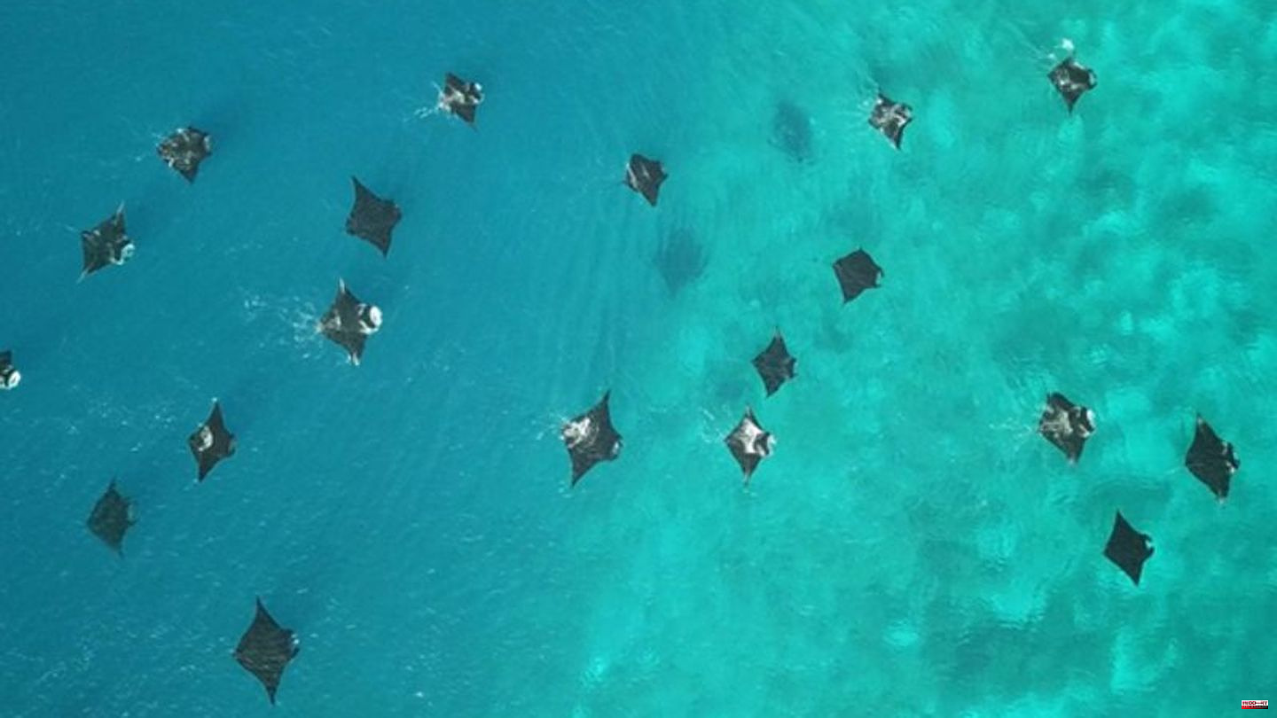 Study: Reef manta rays feel at home in the island paradise of Raja Ampat