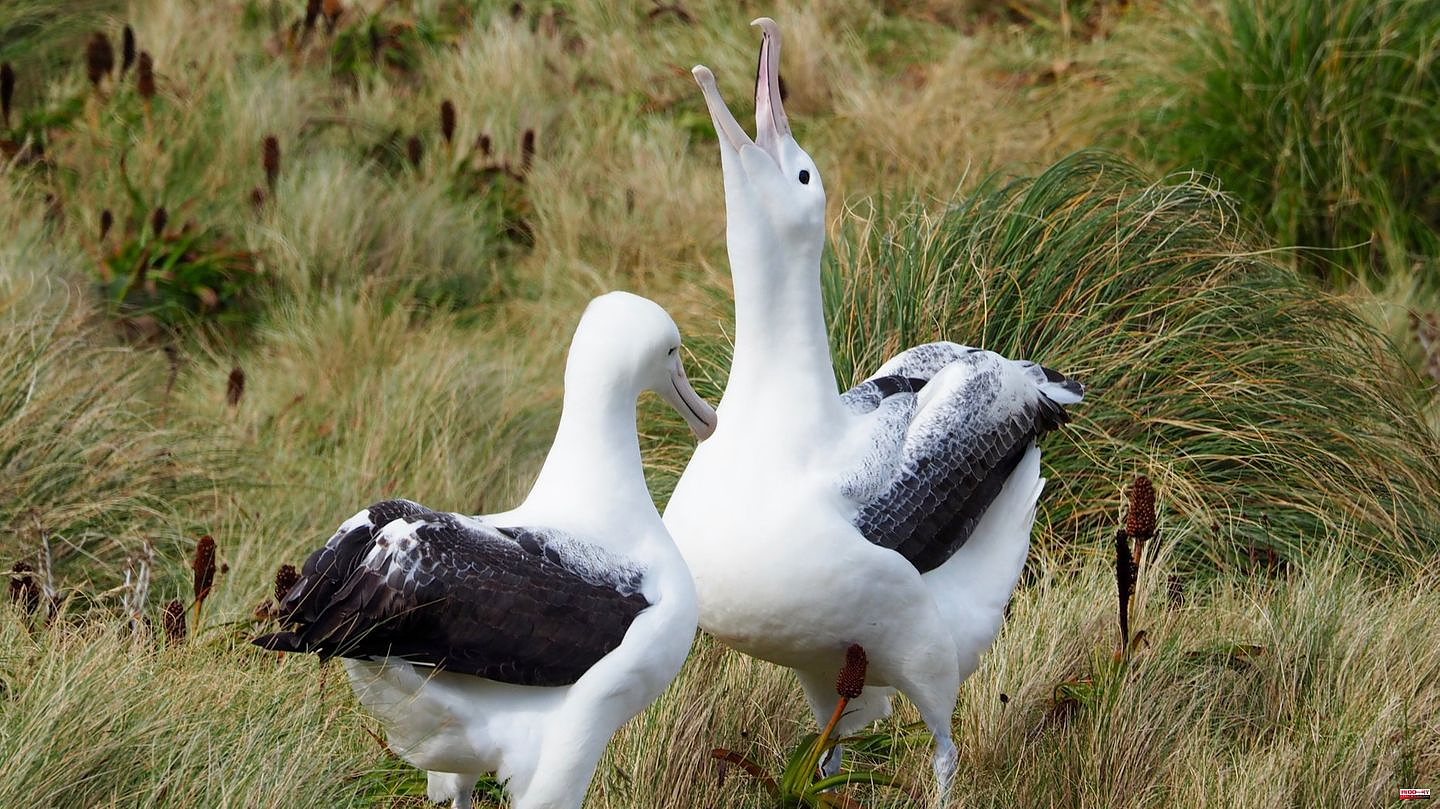 New Zealand: Rare albatross eggs have suddenly disappeared without a trace
