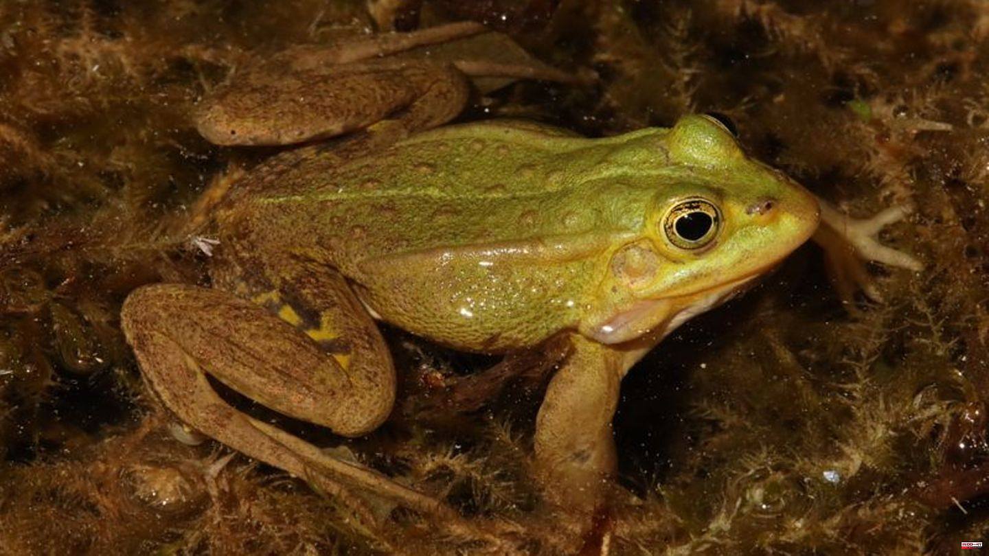 Biodiversity: The rare edible frog is the amphibian of the year 2023