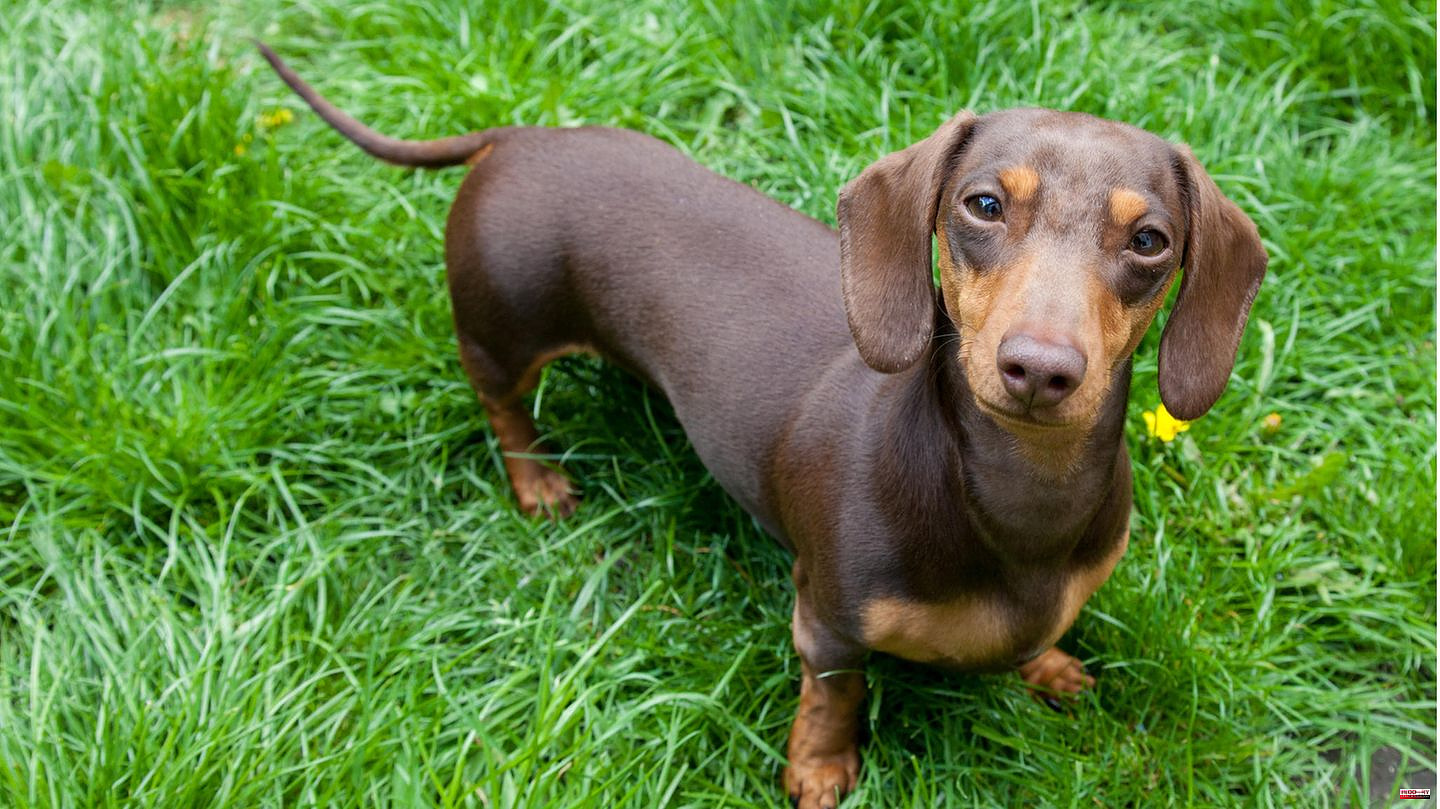 Lower Saxony: Dachshund stays by her side after the death of her mistress – for seven weeks