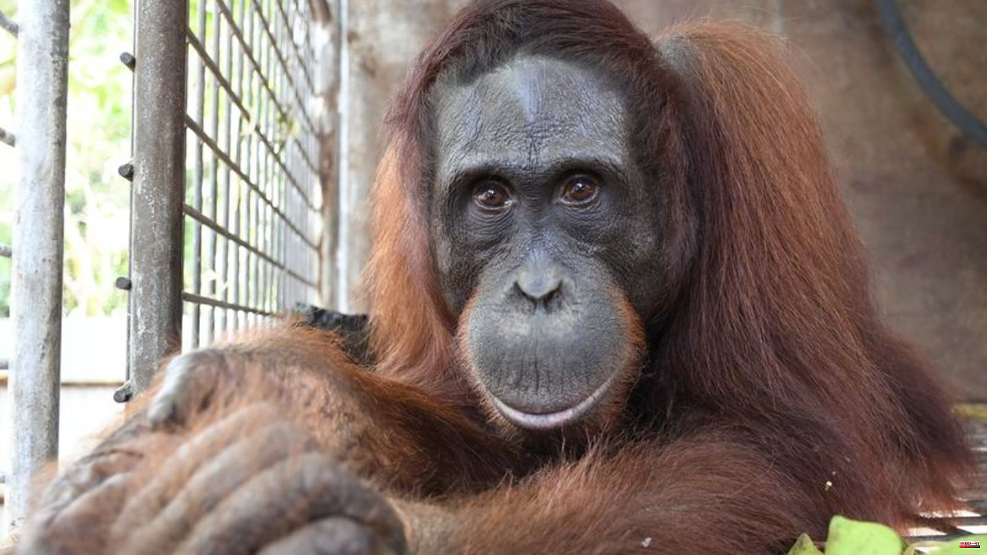 Conservation: Orangutan Ben: 500th release on Borneo