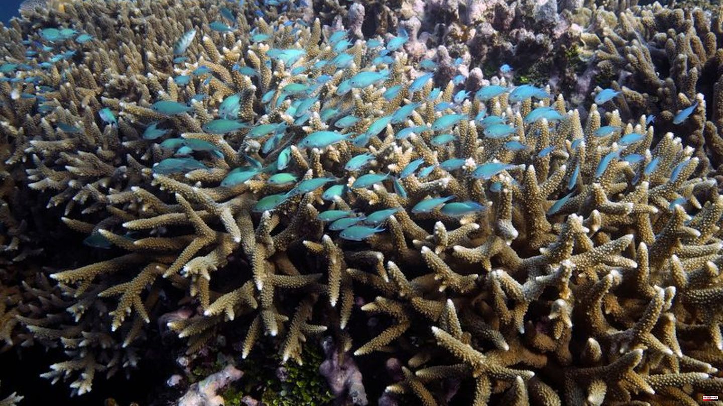 Conservation: UN: Great Barrier Reef to become "World Heritage in Danger".
