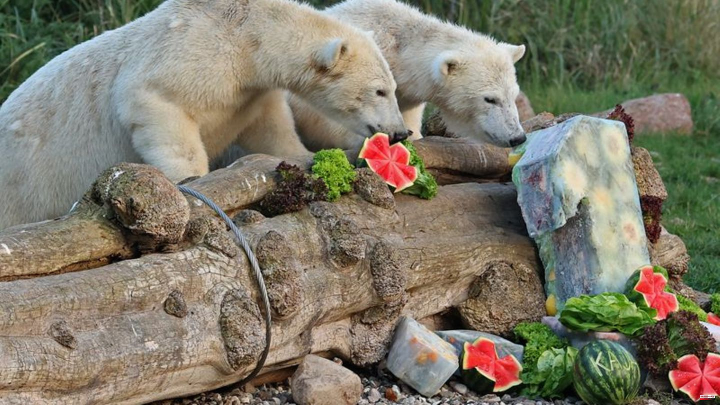 Animals: polar bear twins celebrate first birthday party
