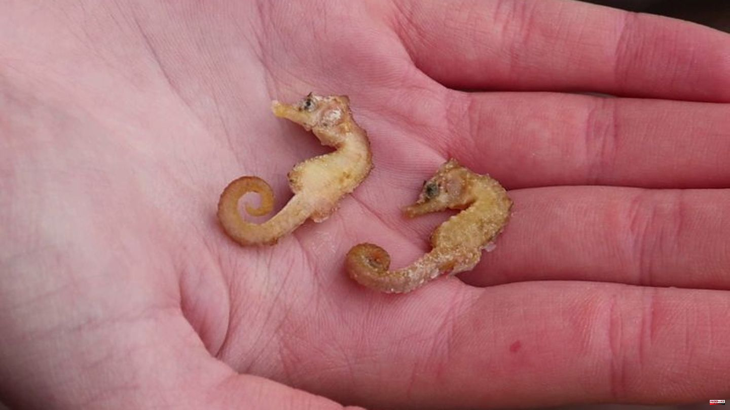 Environment: More seahorses discovered in the Wadden Sea