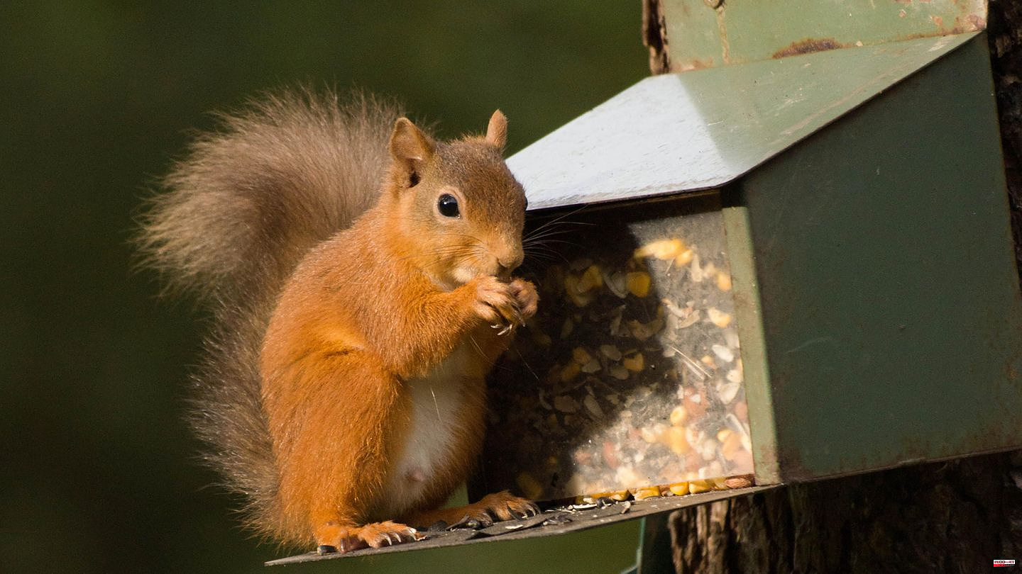 Feeding: Feeding squirrels: How to help rodents find food
