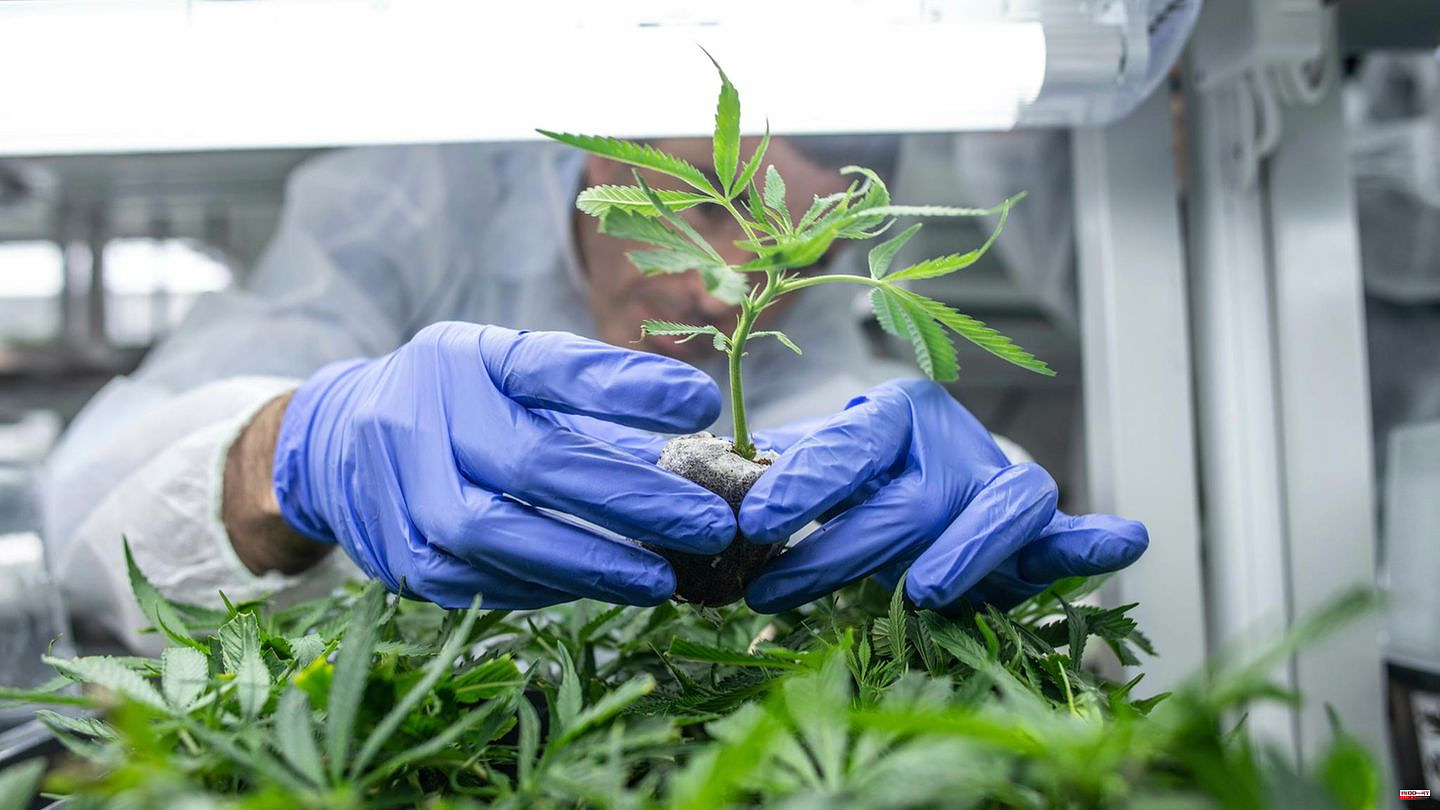 Cannabis Legalization: Cannabis – Drug or Medicine? Patients report spectacular treatment successes