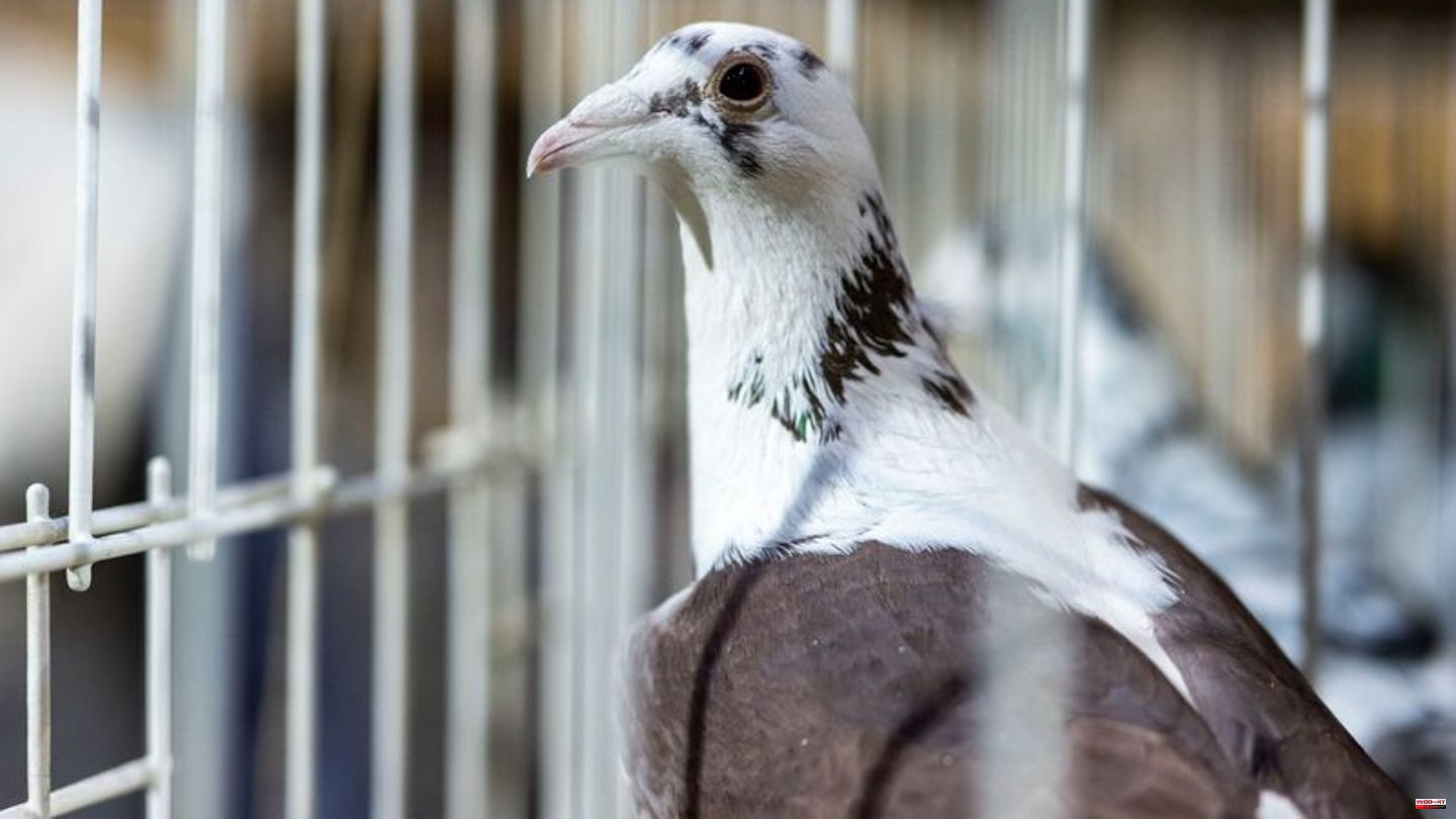 Fair: beauty contest of pigeons: pigeon from Bavaria wins