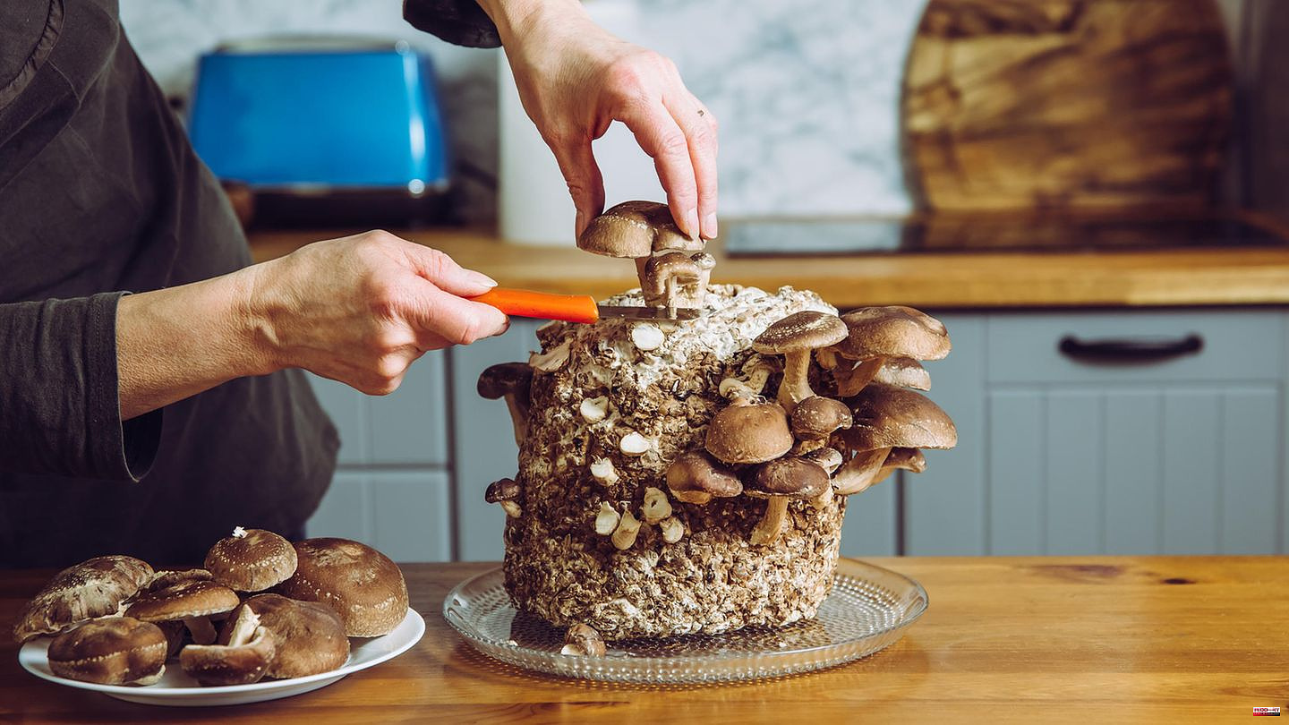 Gift Idea: Growing Mushrooms: How To Grow Your Own Cultures At Home