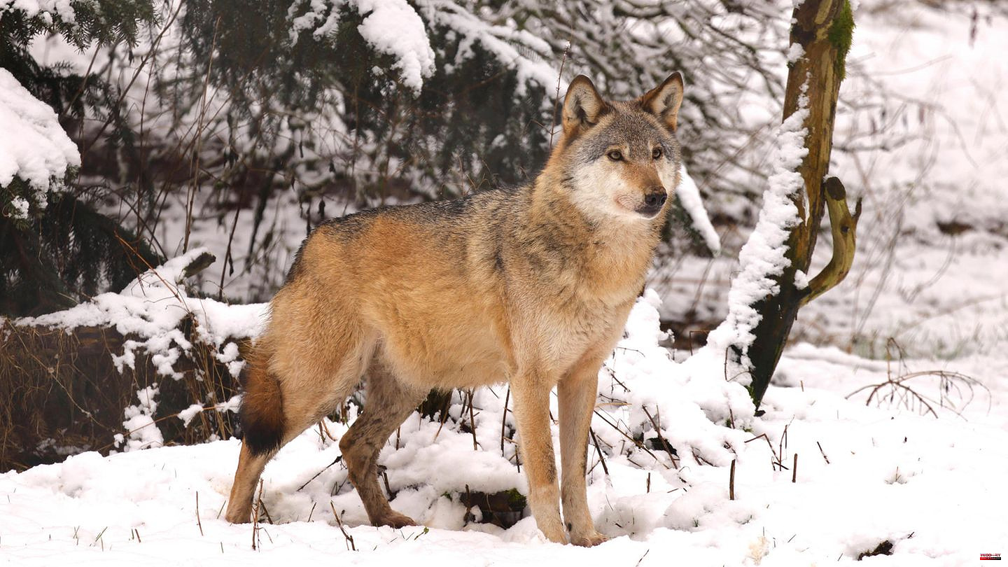 Limited protection of wolves: Ursula von der Leyen should keep her paws off the wolf and rather try to protect her horses