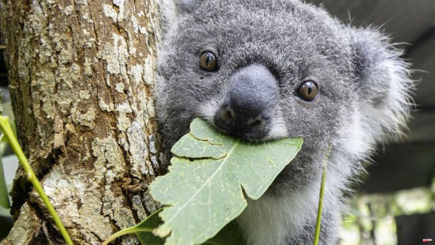 Environment: Animal rights activists: More and more koalas are victims of traffic accidents