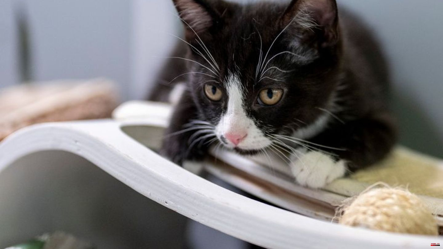 Animals: Cat favorite: More education about pets called for