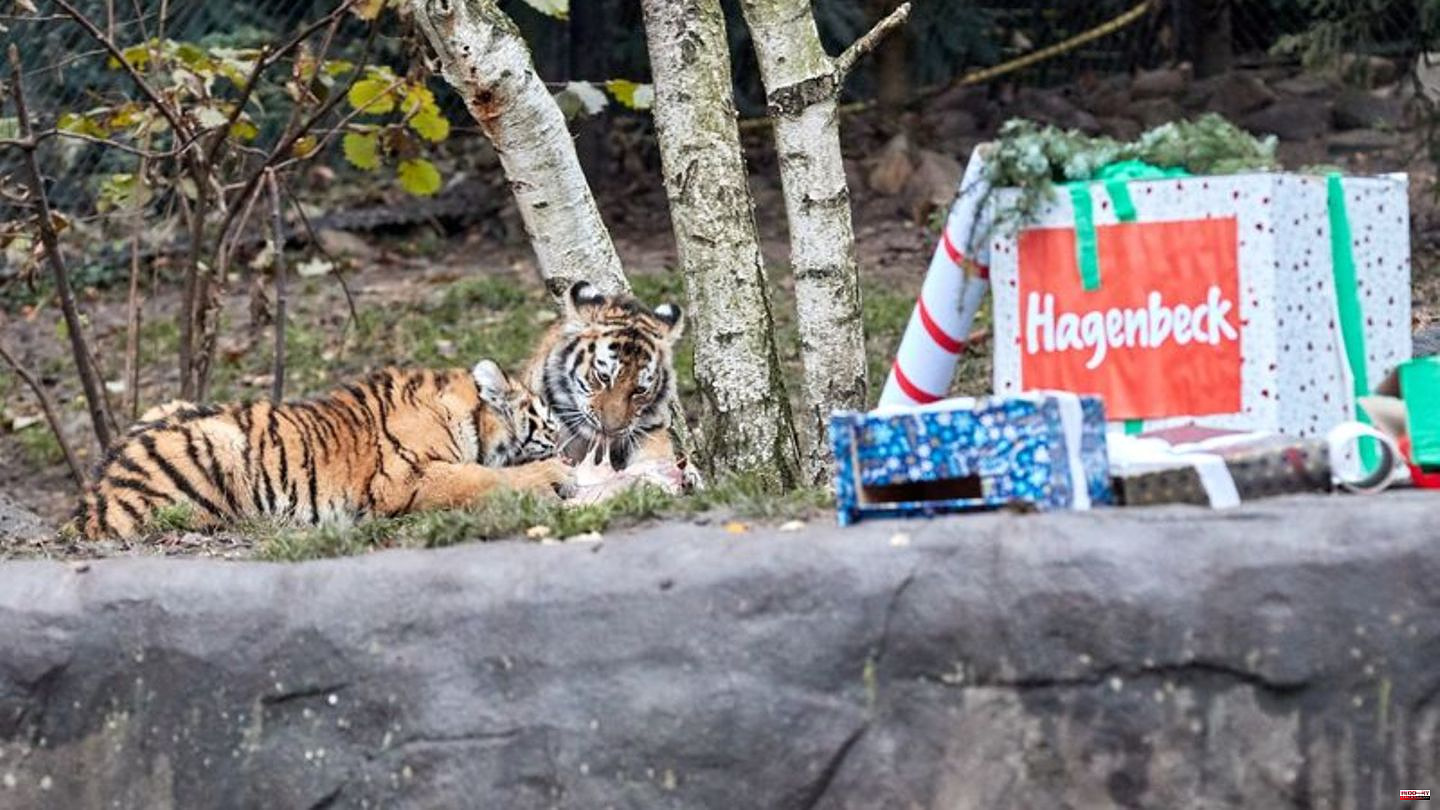Tierpark Hagenbeck: Delicious Santa Claus gifts for tiger children