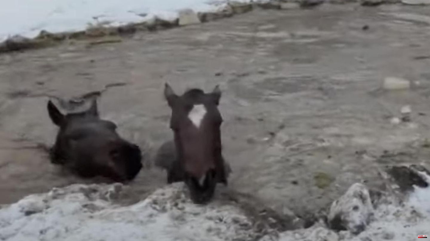 USA: Four horses fall into frozen lake – then the entire neighborhood helps out