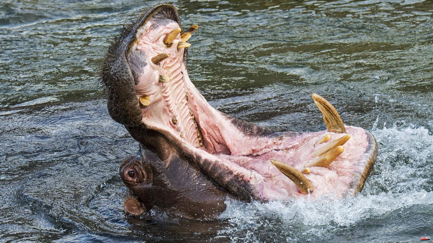 Uganda: Hippo swallows two-year-old boy - and spits him out again