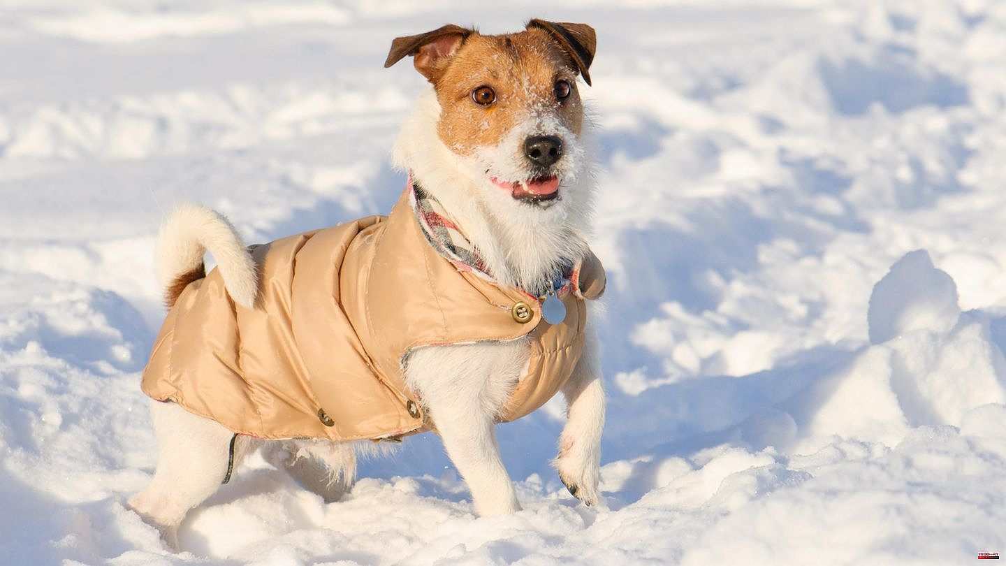 Low temperatures: When is a coat for dogs useful - and when not?