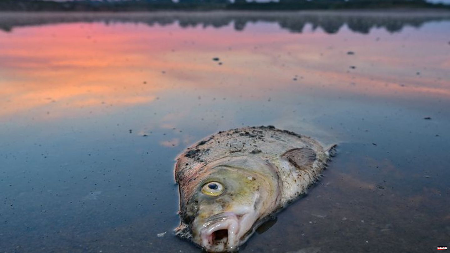 WWF balance: Fish in the Oder big losers in the animal world 2022