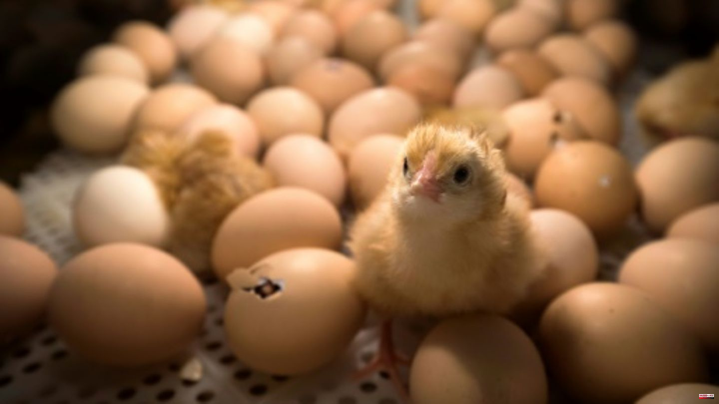 Foodwatch: The whereabouts of male chicks since the shredder ban are largely unclear