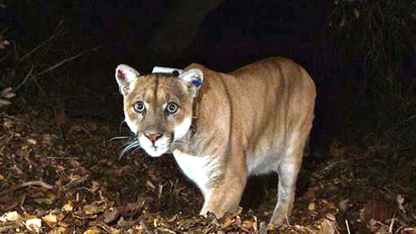 Animals: Popular Los Angeles wild cougar euthanized